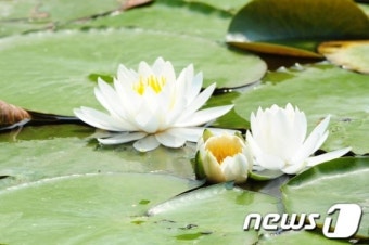[풍경]자태 뽐내는 수련