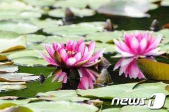 [풍경]자태 뽐내는 수련