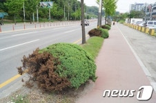 원주 북원로 단계사거리 부근 둥근향나무가 죽어간다