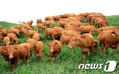 목초지로 나온 한우