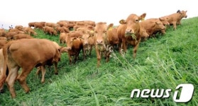 방목장에서 풀 뜯는 한우