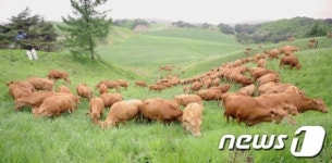 한우들의 대관령 나들이