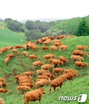 대관령 목초지의 한우들