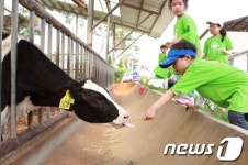 [풍경]젖소가 이렇게 생겼구나…농촌체험 해피버스데이