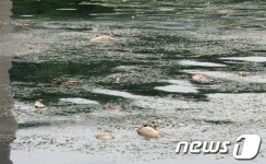 대구 진천천 물고기떼 폐사
