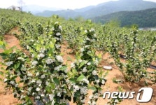 농업회사법인주식회사금산아로니아 | 단양군 '아로니아' 친환경 농업으로 키운다