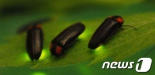 충북농업기술원, 7∼9일 반딧불이 무료 체험행사