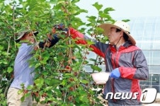 [단신] 김생기 정읍시장, 오디따기 현장 행정 나서