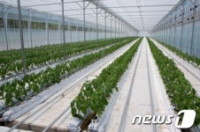 인제 용늪대바위마을, 채소재배단지 개장