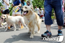 주인님, 같이 걸어요