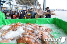 [화보]활기 넘치는 포항 죽도어시장