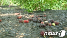 청원군 내수읍 뽕 따러 가세 새 소득원 부상