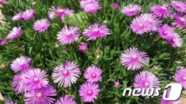 여주 강변생태공원 야생화 꽃 만개