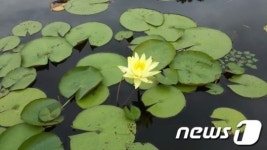 여주 강변생태공원 야생화 꽃 만개