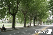 춘천시, 플라타너스 거리 방문객 늘어