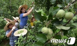 영주사과나무 열매 솎아내기 체험