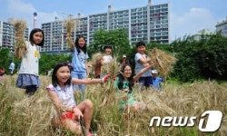 보리 이만큼 수확했어요