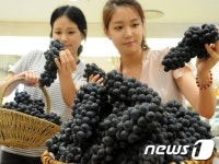 김천 햇포도 맛보세요