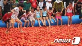 횡성 둔내면서 고랭지 토마토 축제’ 열려