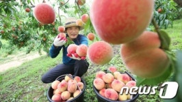 복숭아 계절이 돌아왔다