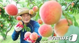 함양 햇 복숭아 수확
