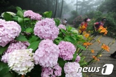 무더위 날려주는 수국 꽃길