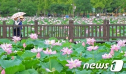 [풍경]전주덕진공원 연꽃 만개…주말 절정 이를 듯
