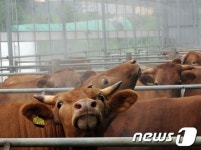 폭염 속 소들의 더위나기