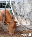 시원한 선풍기 바람쐬는 소