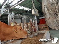 덥다 더워 소도 폭염은 못참아!