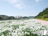 [풍경]진주 남강 둔치 설악초 향기 가득