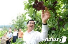 거창군, 온난화 대비 신품종 나디아 육성
