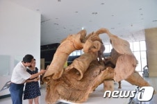 천년수령 느티나무, 남해유배문학관서 전시