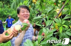 안철수, 복숭아 한번 드셔보실래요?