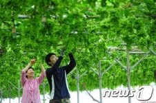 푸르름 짙어가는 청포도밭