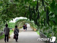 짙푸른 수세미 그늘
