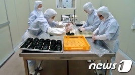 정읍 전통떡 수출길 대박 기대