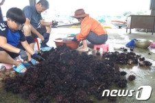 기대했는데… 삼선녀어장 조업 조기중단