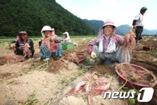 지리산 밤고구마 수확