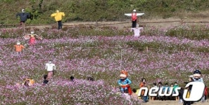 한우 넘어선 코스모스 횡성 꿈꾸다