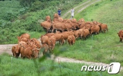 방목되는 한우들