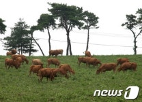 한우야 건강하게 자라렴