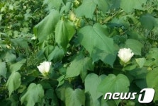 목화꽃 아세요?…전주동물원으로 오세요
