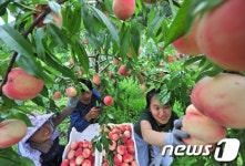 대월복숭아 맛보러 오세요