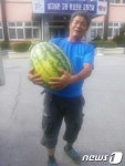 3~4배 큰 슈퍼 수박 고창서 생산