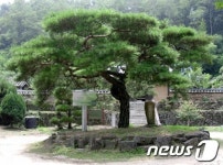 대구에 광복소나무 있다…광복송애인회 발족