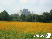 [풍경]수원 당수동 시민농장 코스모스 만개