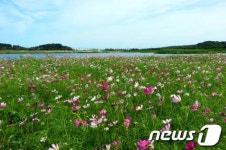 “강릉 경포로 코스모스 꽃나들이 오세요”
