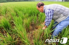 농민의 마음도 타들어간다