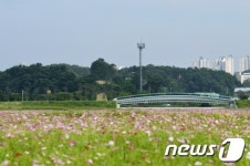 [화보] 강릉 경포저류지, 활짝핀 코스모스